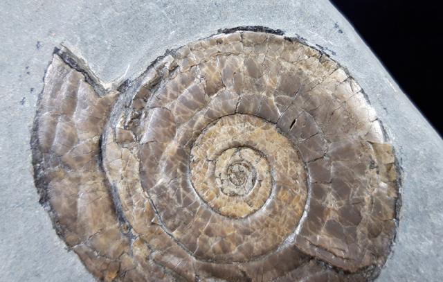 Psiloceras planorbis (SOWERBY 1824) - Bild © FossNet FossilienStore